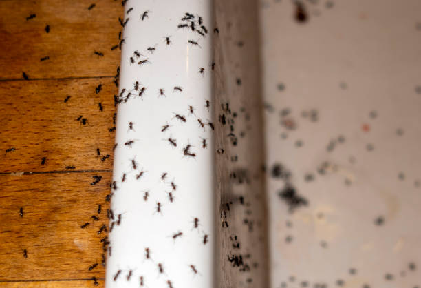 Best Local Pest Control Services  in Kalamazoo, MI